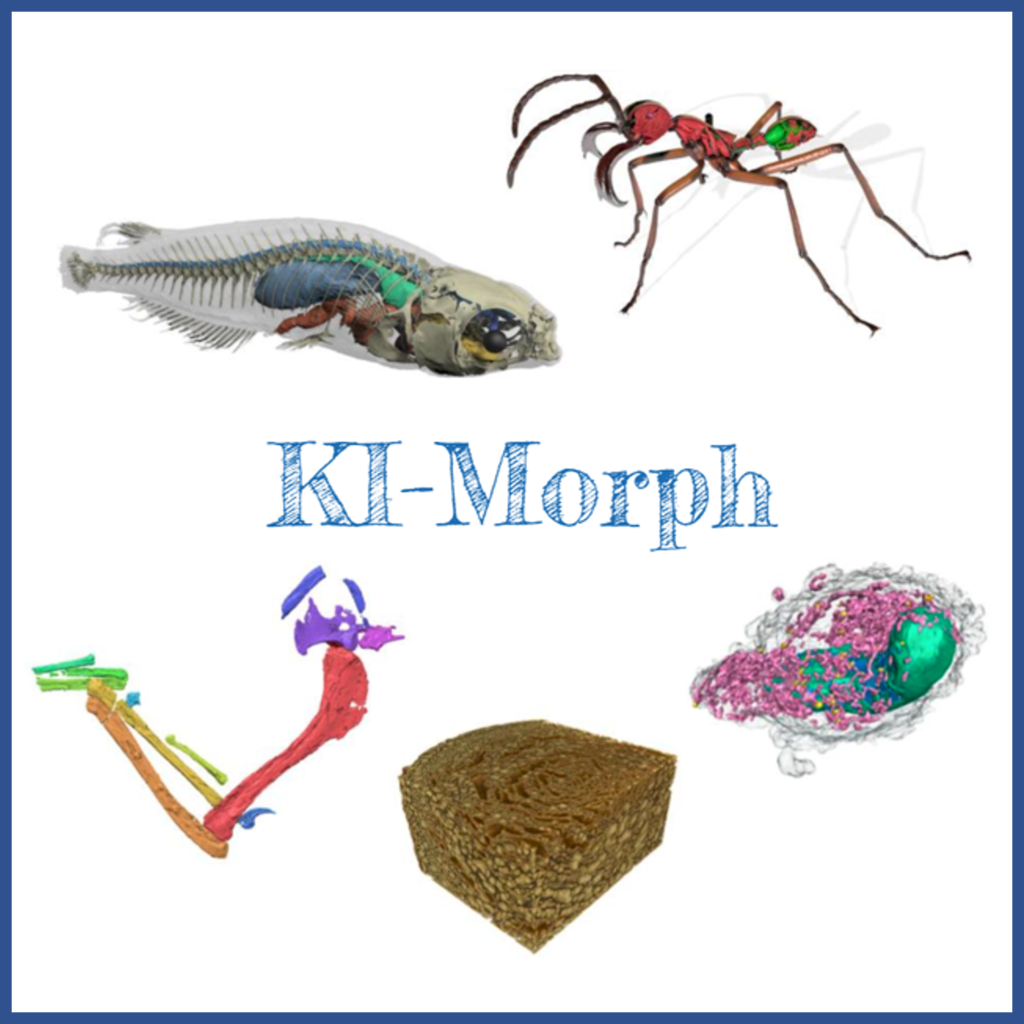 KI-Morph